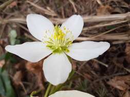 Image of black hellebore