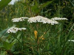 Image of Achillea collina J. Becker ex Rchb.