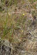 Image of French flax