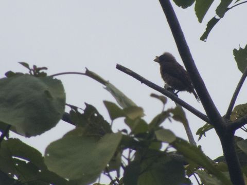 18.https www inaturalist org photos 3960974.580x360