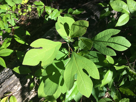 Image of <i>Sassafras <i>albidum</i></i> albidum