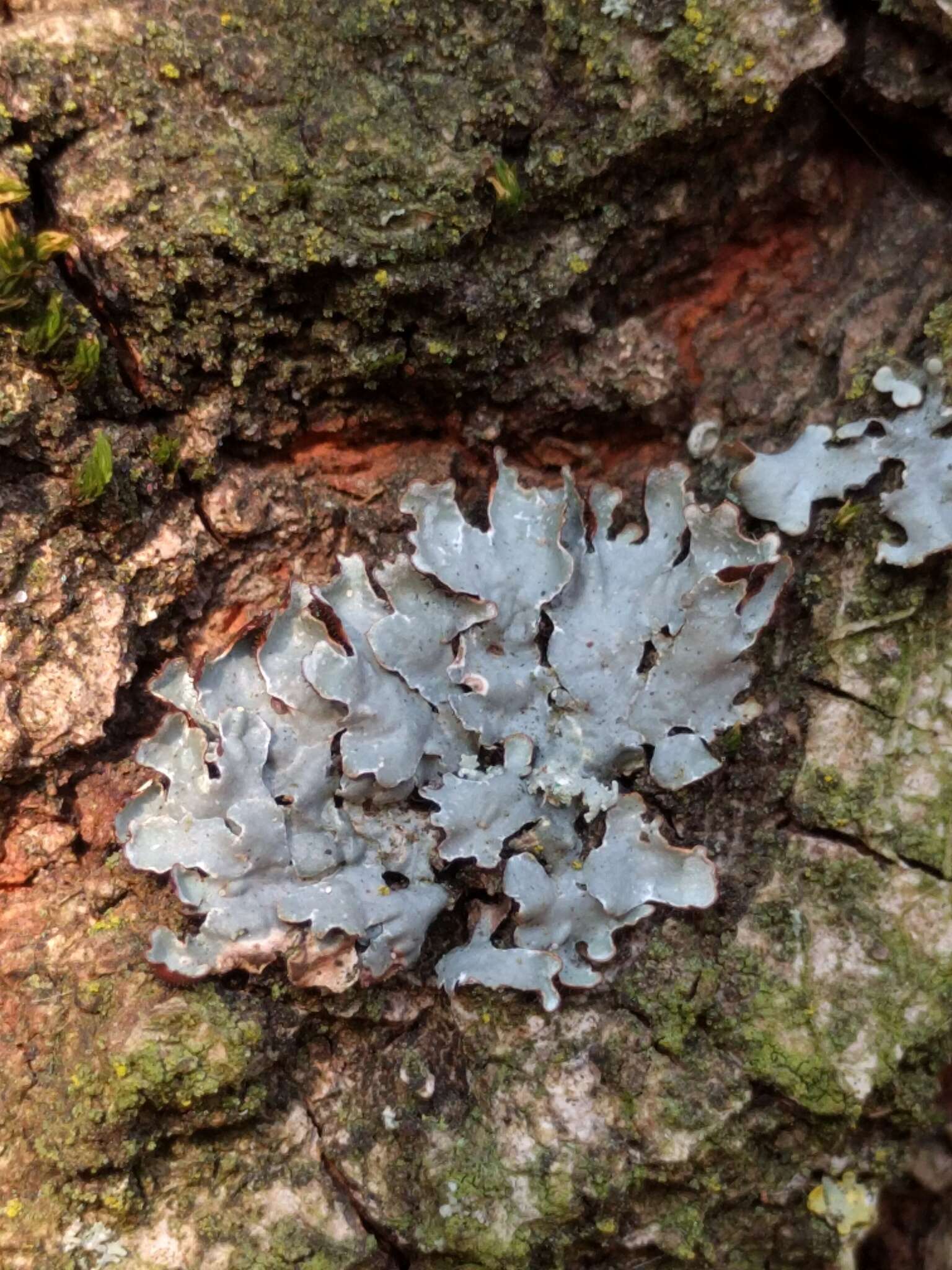 Image of Hammered shield lichen