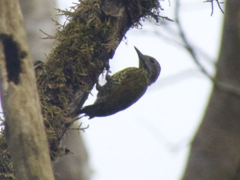 18.https www inaturalist org photos 3961517.580x360