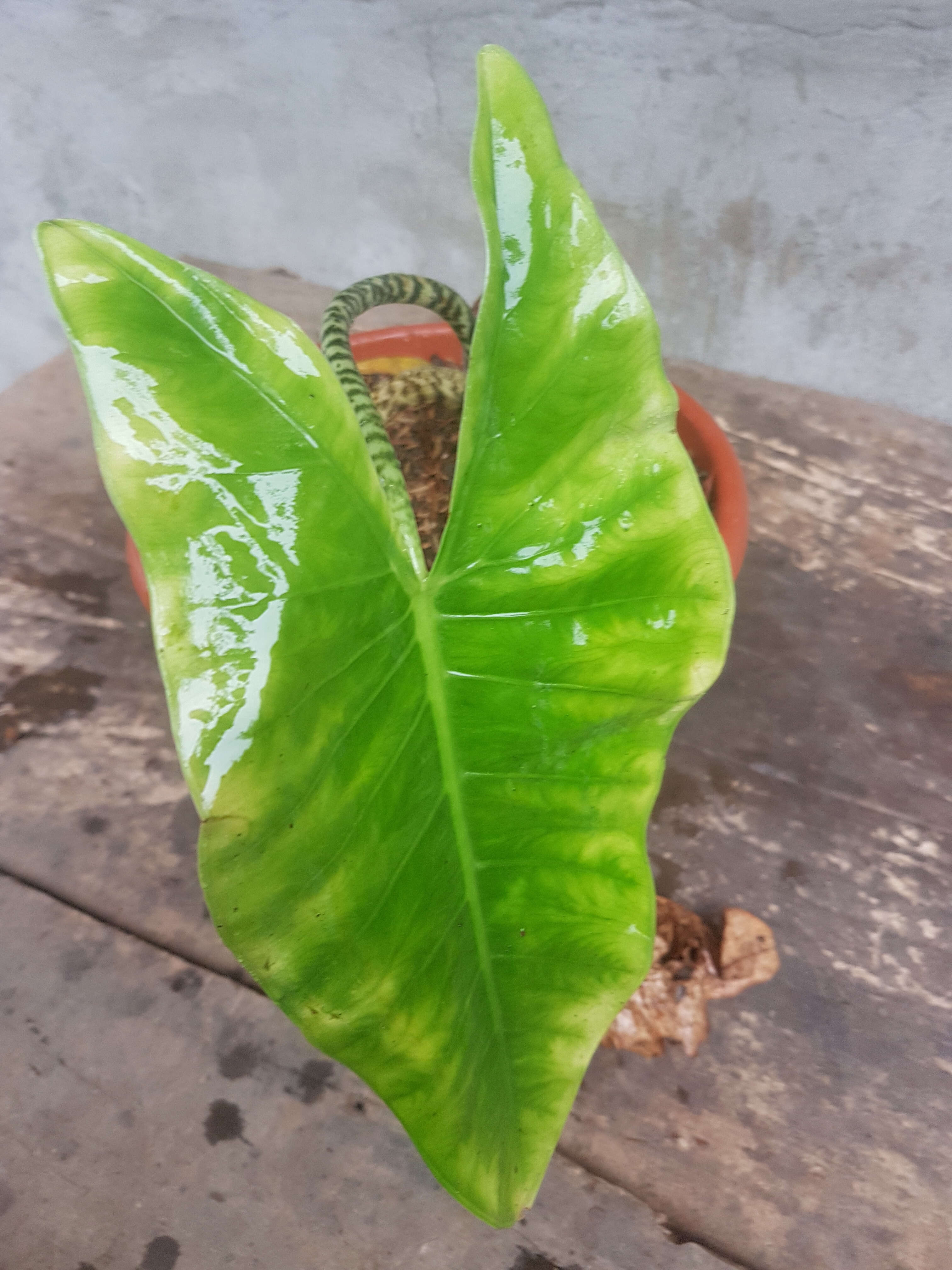 Image of Alocasia zebrina Schott ex Van Houtte