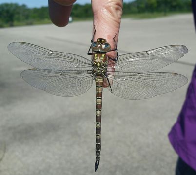 18.https www inaturalist org photos 3963300.580x360