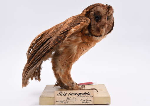 Image of Minahassa Barn Owl