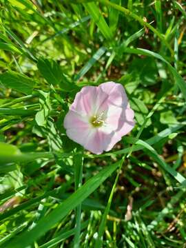 Image of Field Bindweed