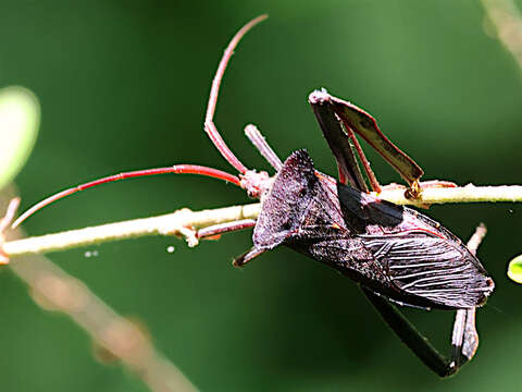 Image of Acanthocephala declivis (Say 1832)