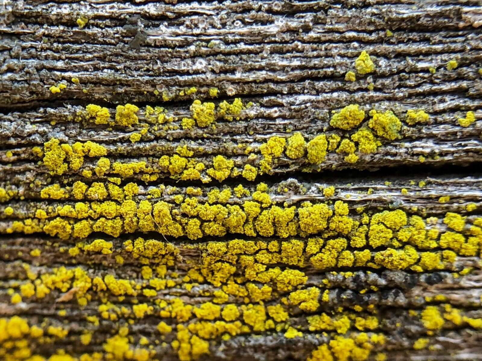 Image of eggyolk lichen