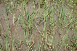 Image of <i>Leersia hexandra</i>