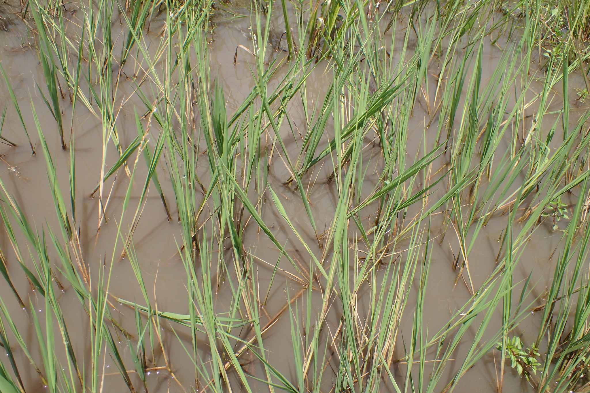 Image of <i>Leersia hexandra</i>