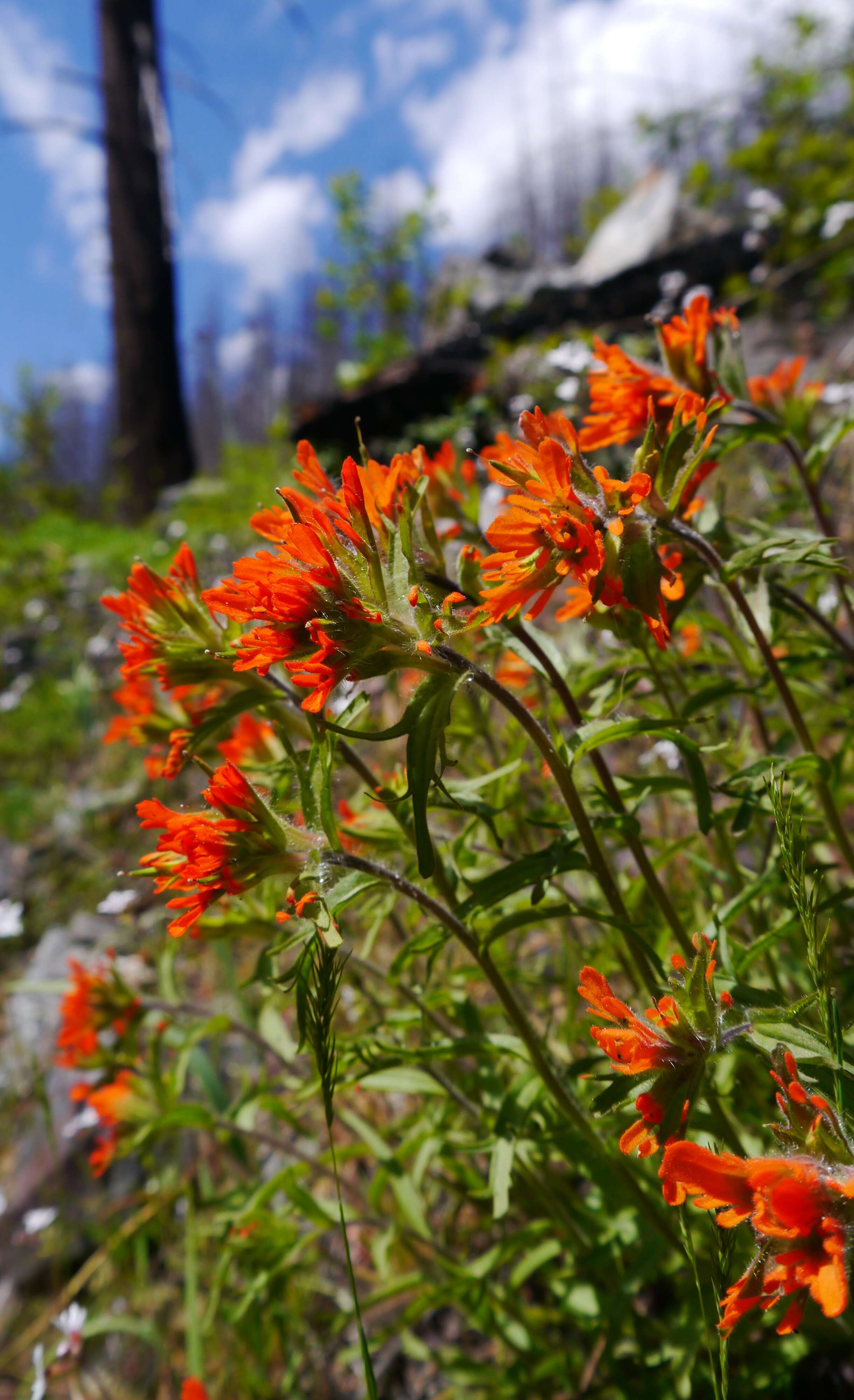 Image of harsh Indian paintbrush