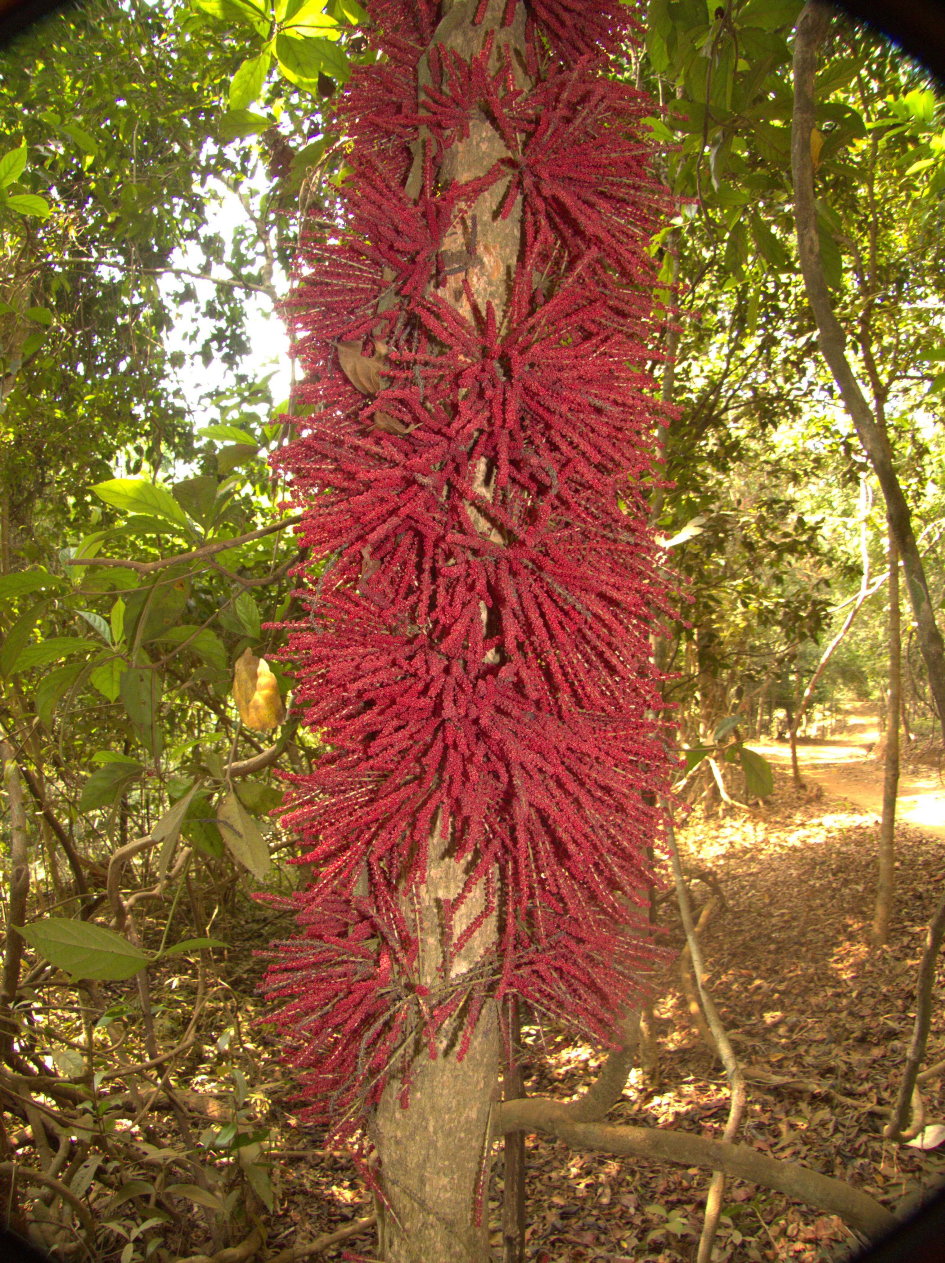 Image de Baccaurea courtallensis (Wight) Müll. Arg.