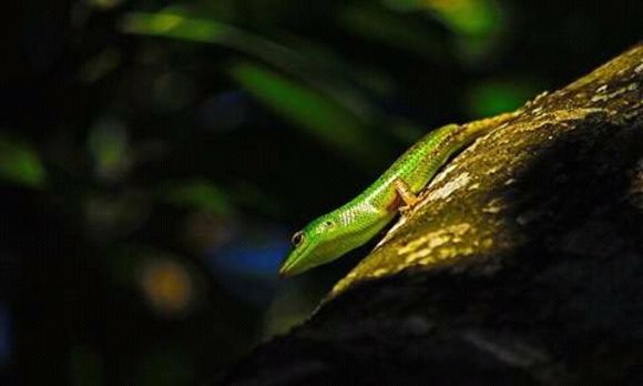 Image of Green Tree Skink