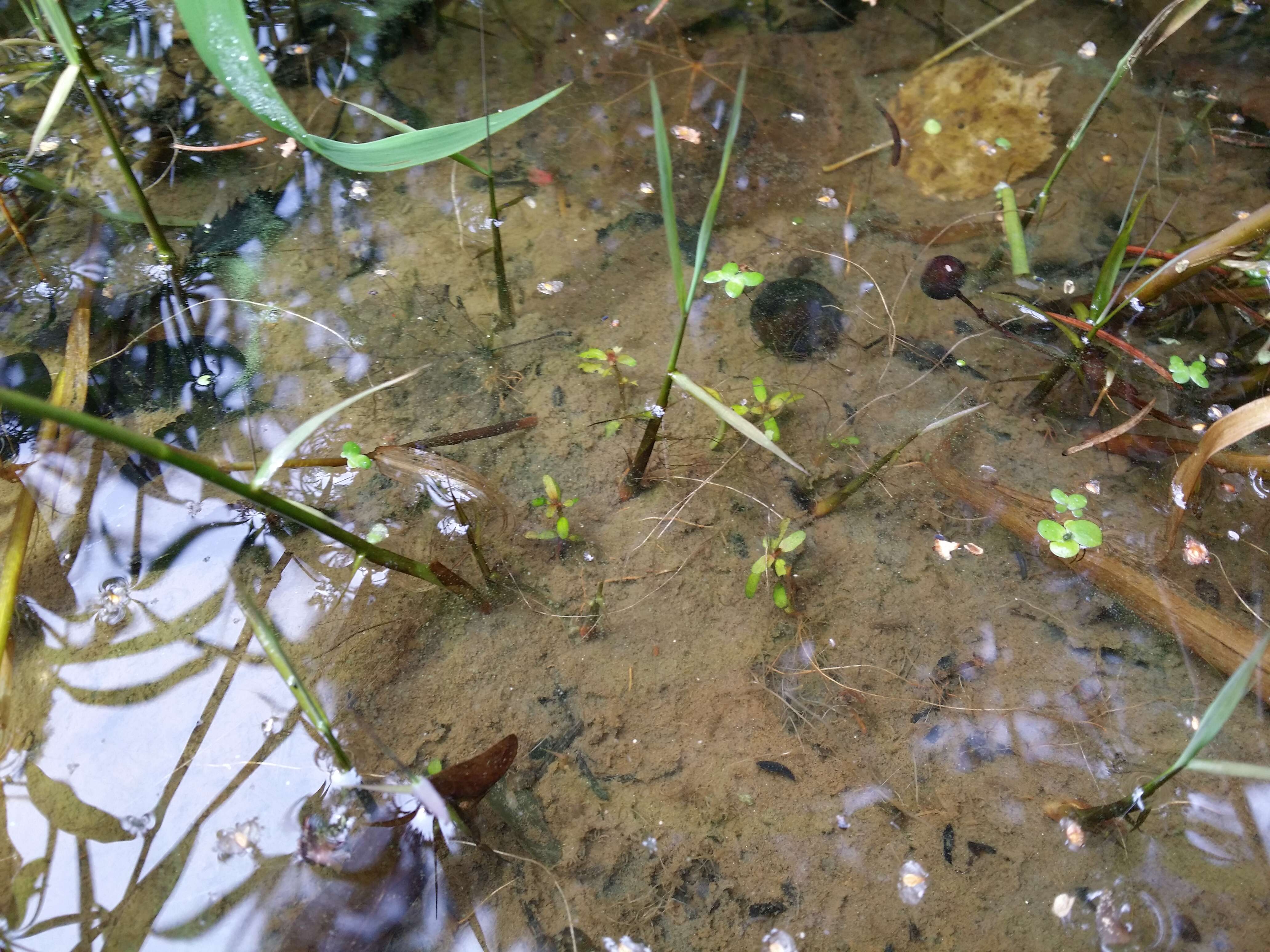 Image of Mudwort