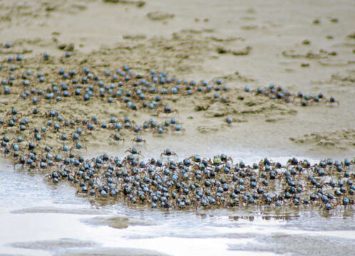 Image of Light-blue Soldier Crab