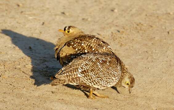 Image of Double-banded Sandgrouse