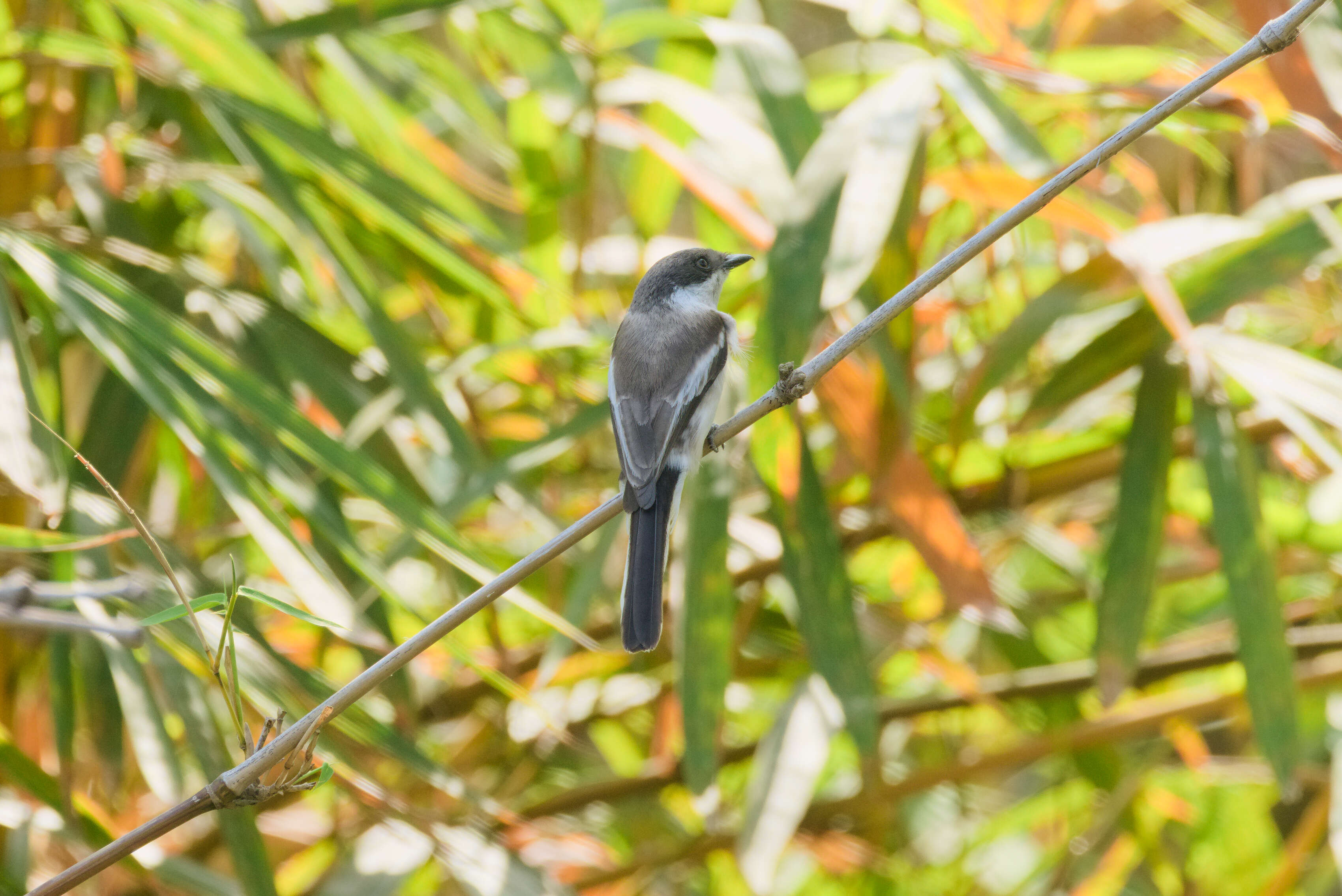 Image of Flycatcher-shrike