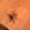 Image of Eresus solitarius Simon 1873