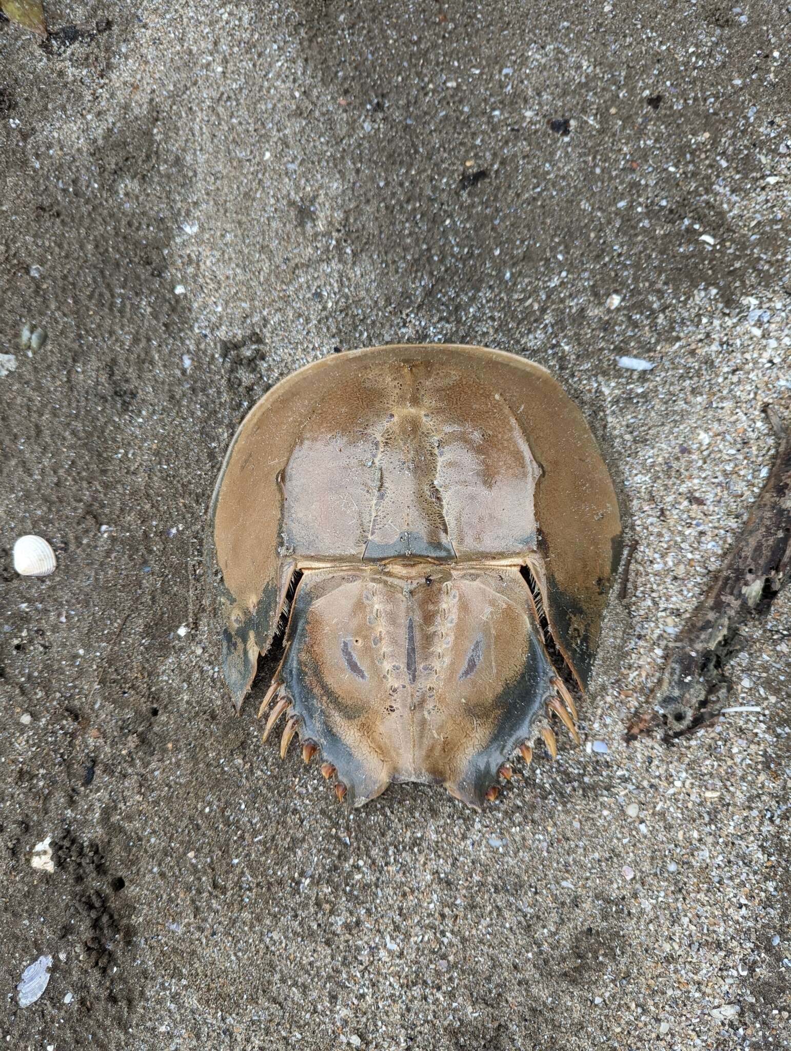 Image of Horseshoe Crab