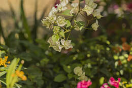 Слика од Bougainvillea