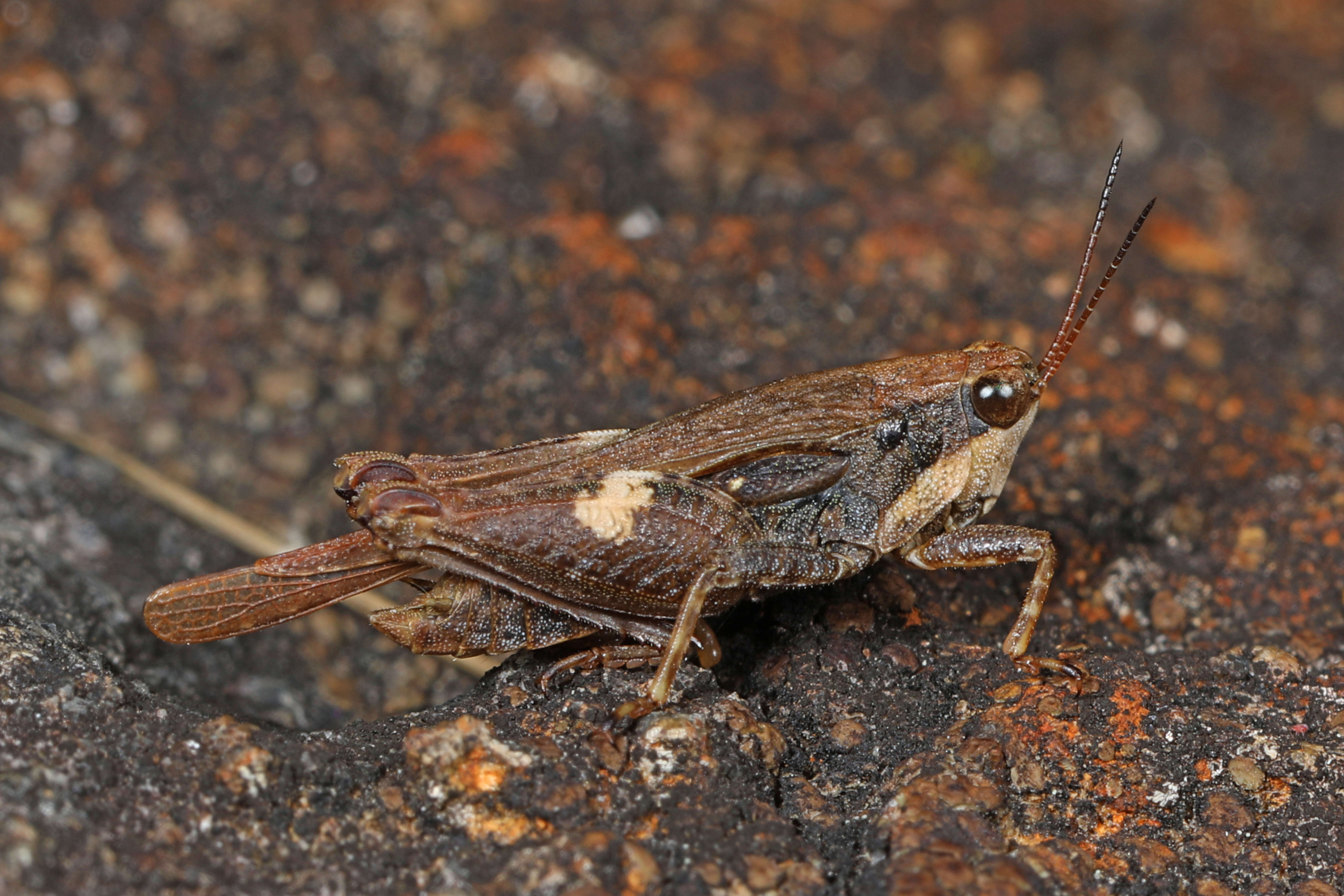 Image of Black-sided Pygmy Grasshopper