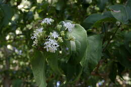 Image of Heptacodium