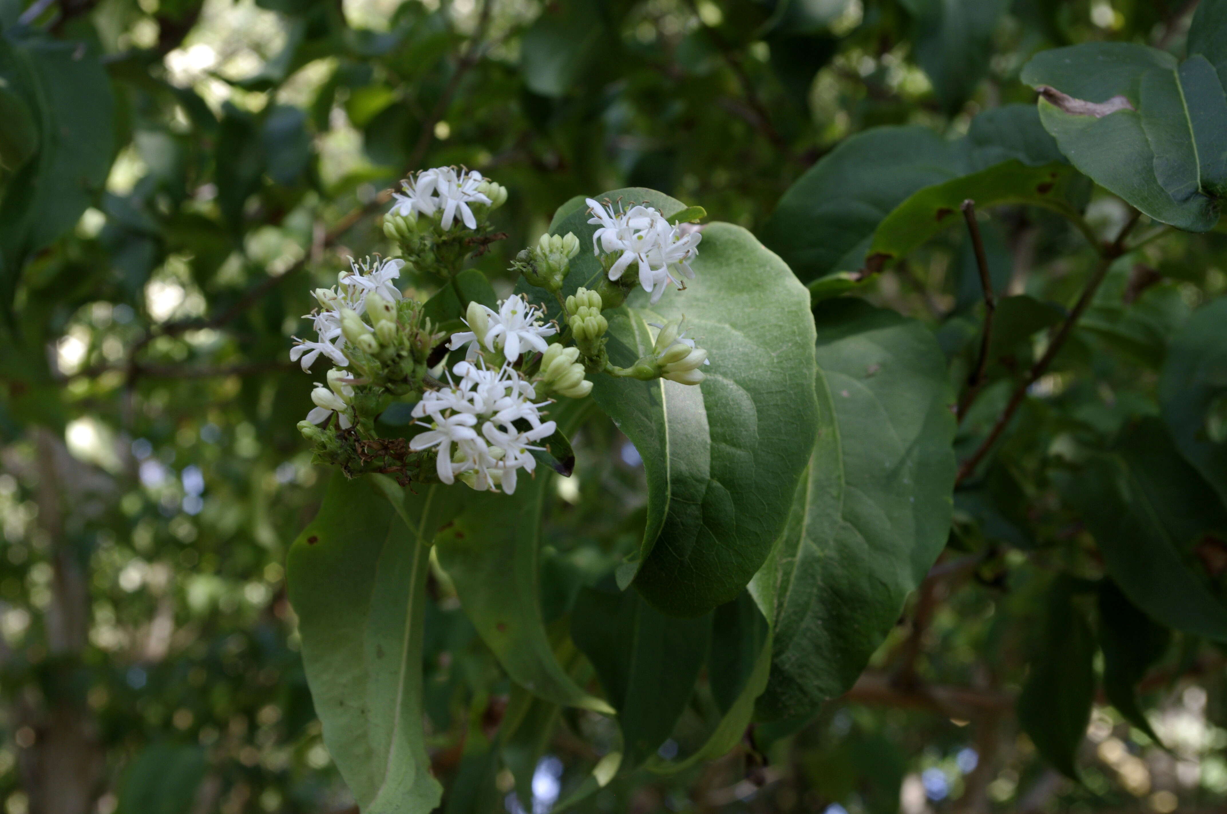 Image of Heptacodium