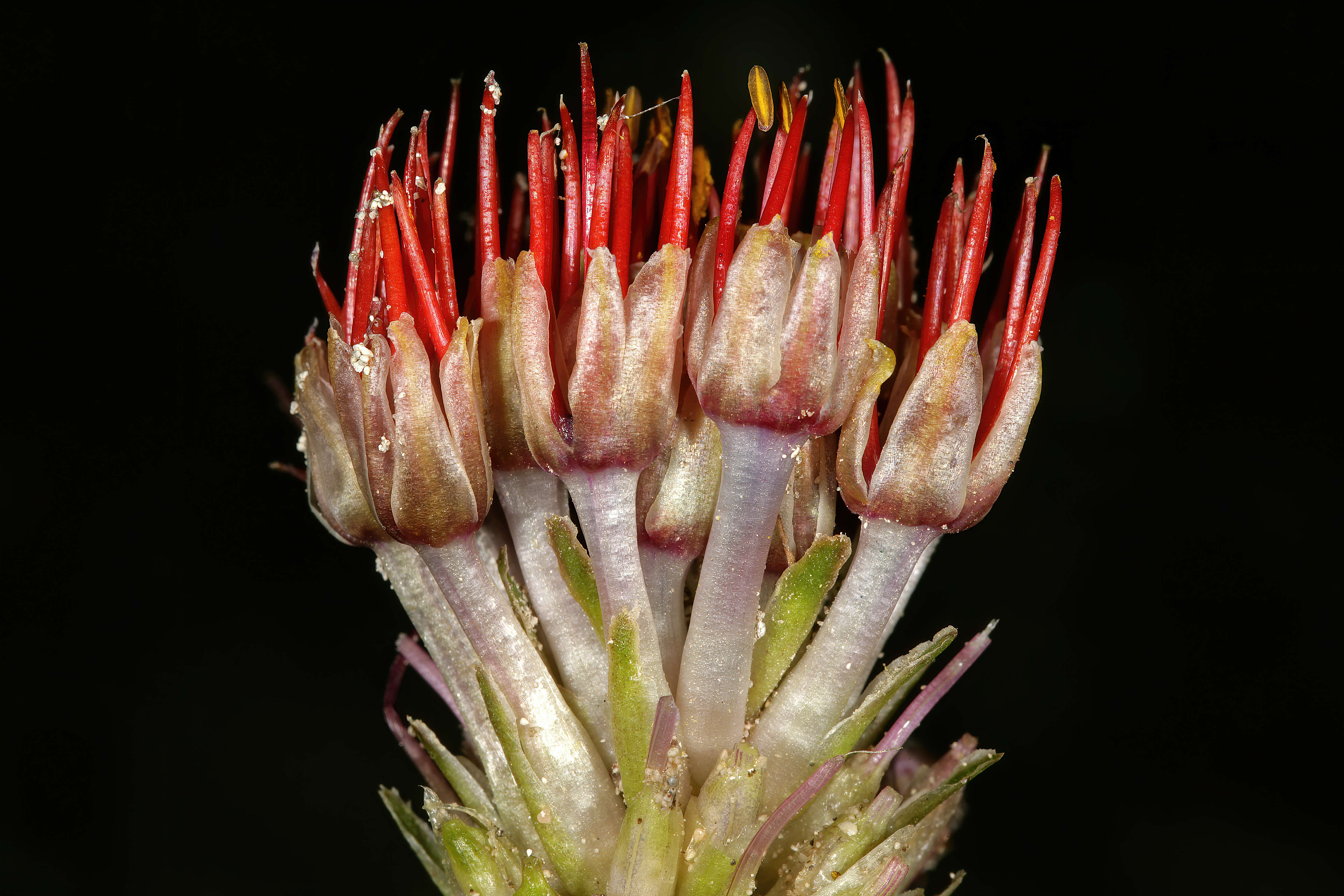 Image of Daubenya zeyheri (Kunth) J. C. Manning & A. M. van der Merwe