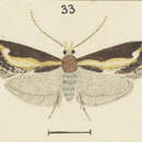 Image of Sagephora jocularis Philpott 1926