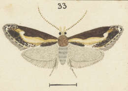 Image of Sagephora jocularis Philpott 1926