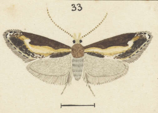 Image of Sagephora jocularis Philpott 1926