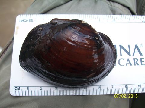 Image of Texas pigtoe