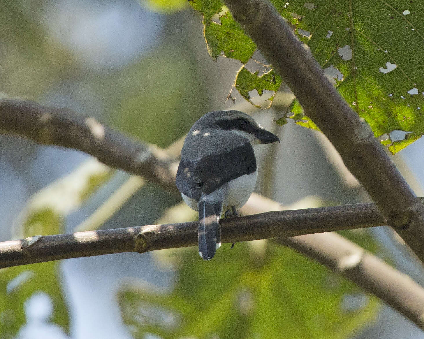 Слика од Lanius excubitoroides Prévost & Des Murs 1847