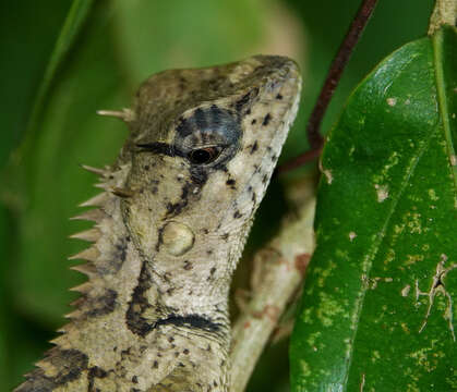 Image of Forest Crested Agama