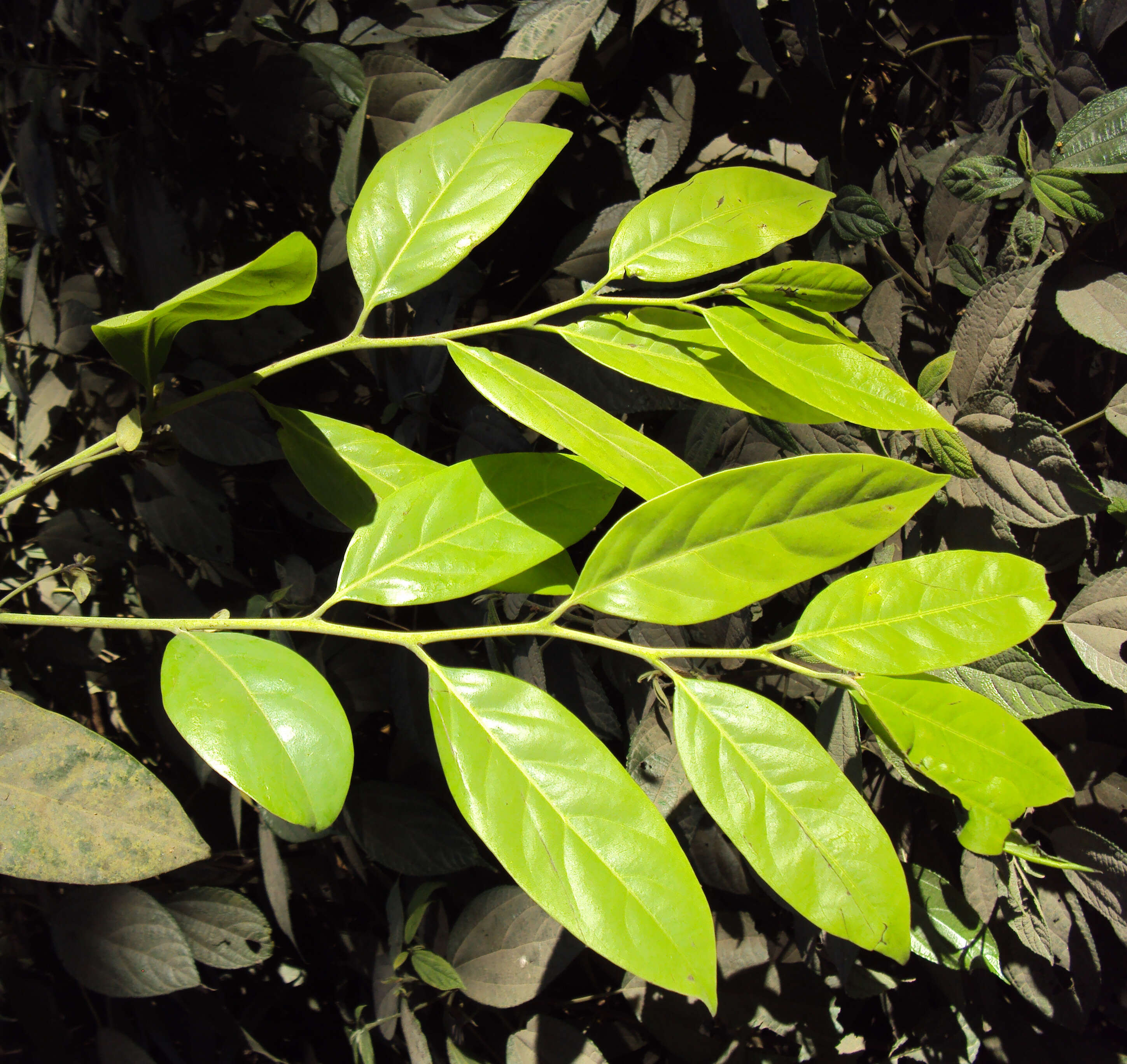 Sivun Diospyros paniculata Dalzell kuva