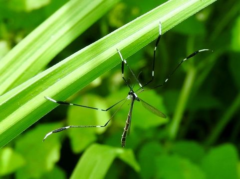 Image of Phantom Crane Fly