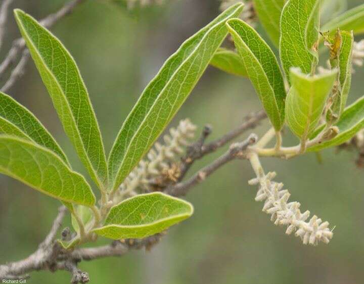 Imagem de Combretum zeyheri Sond.