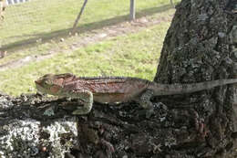 Image of Knysna dwarf chameleon