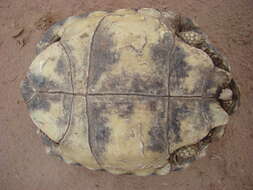 Image of Chilean Tortoise