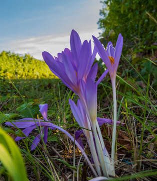 Image of Autumn crocus