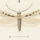 Image of Kiwaia cheradias Meyrick 1909