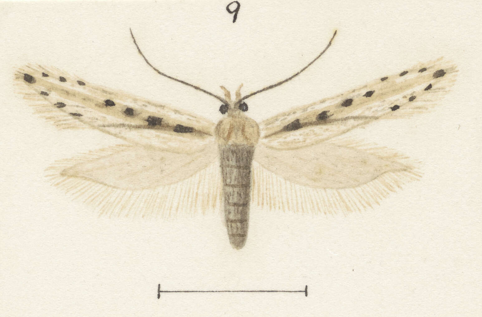 Image of Kiwaia cheradias Meyrick 1909