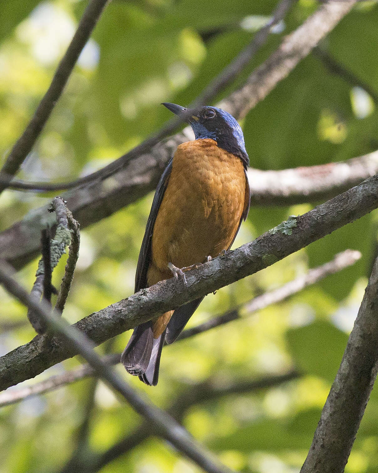 Image de Monticole à ventre marron