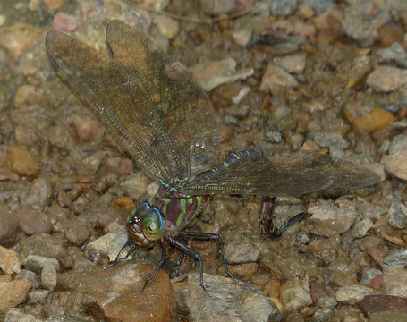 Image of Swamp Darner