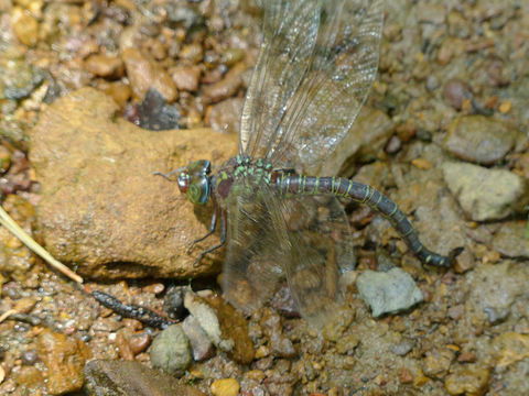 Image of Swamp Darner