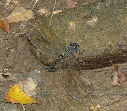 18.https www inaturalist org photos 397610.580x360