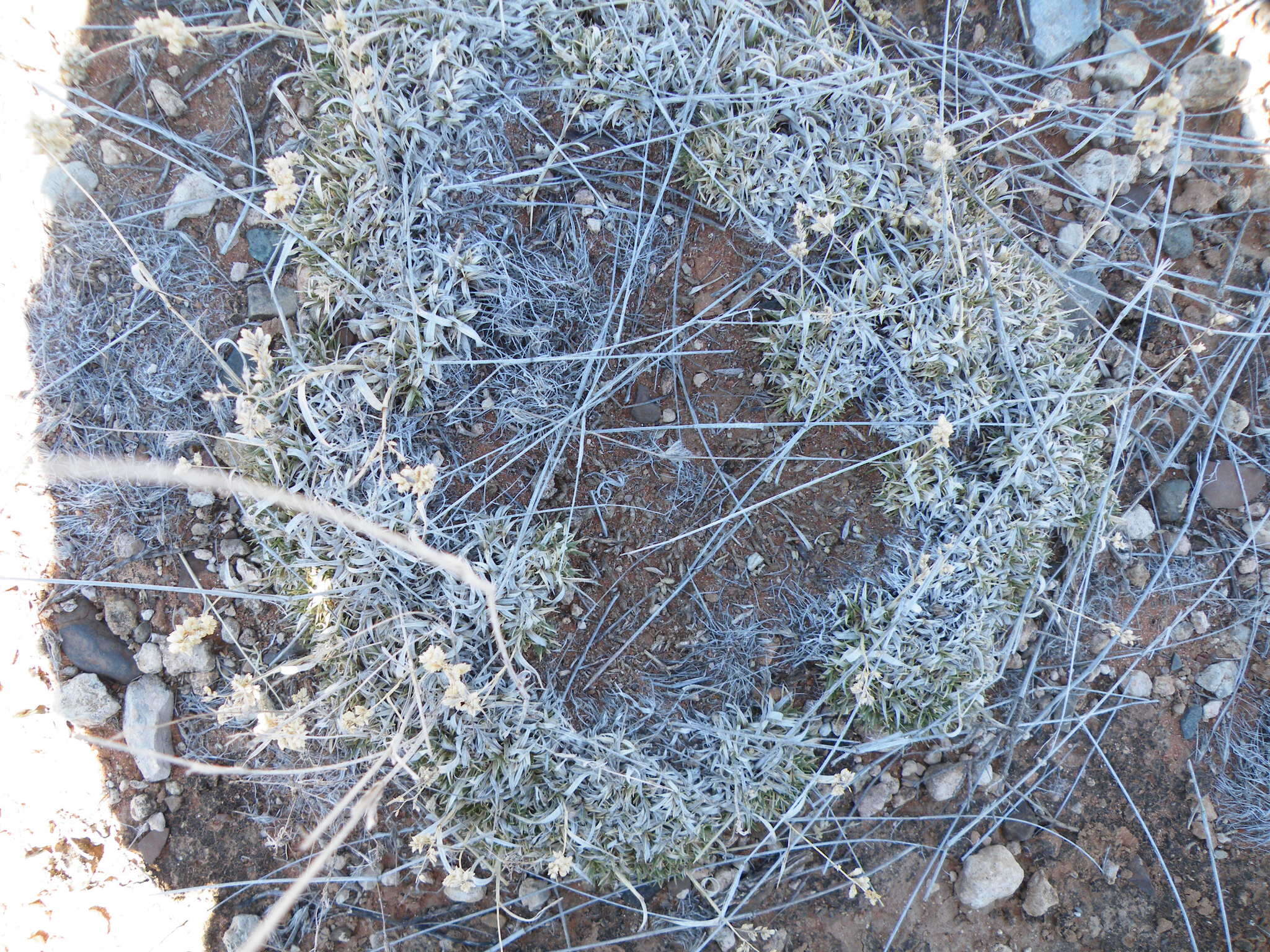 Plancia ëd Eragrostis truncata Hack.