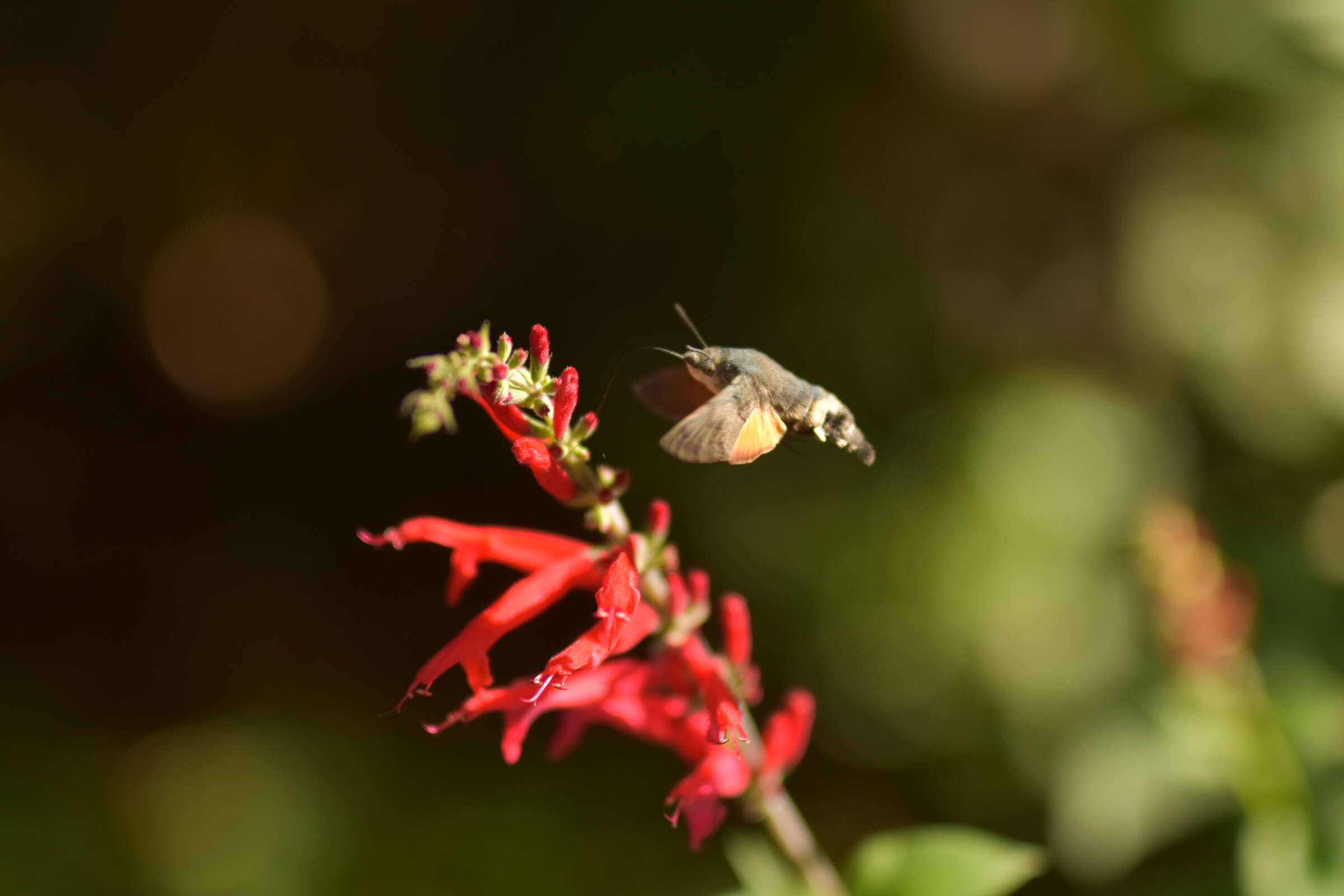 Image of pineapple sage