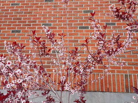 Image of Prunus × cistena